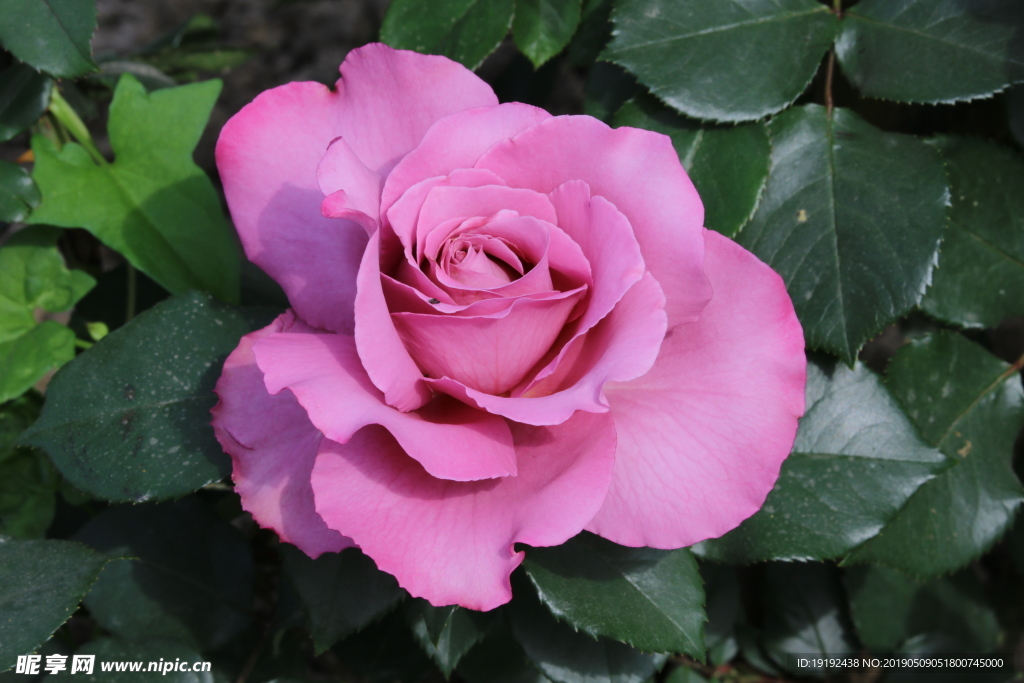 月季花