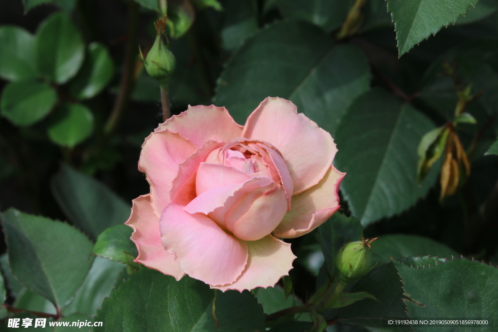月季花