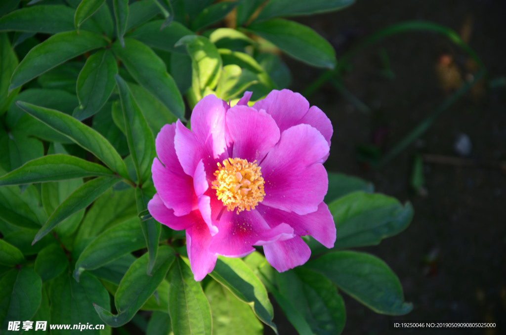 花蕾 玫瑰 花 自然 月季 美