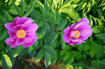 花蕾 玫瑰 花 自然 月季 美