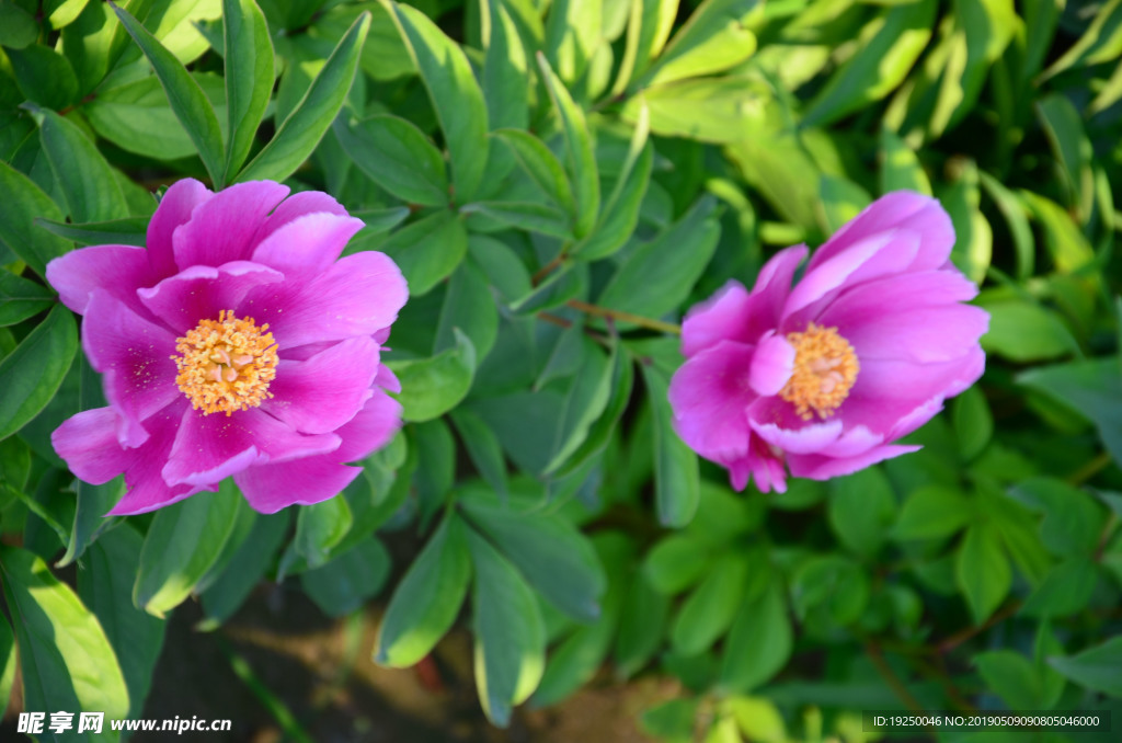 花蕾 玫瑰 花 自然 月季 美