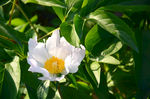 花蕾 玫瑰 花 自然 月季 美