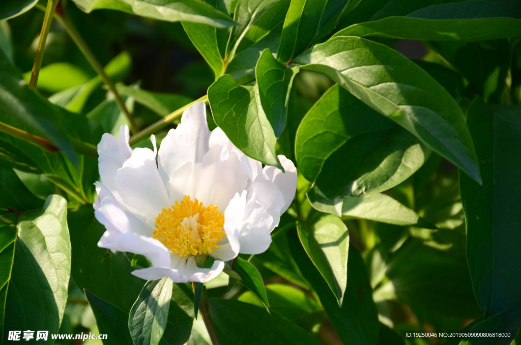 花蕾 玫瑰 花 自然 月季 美