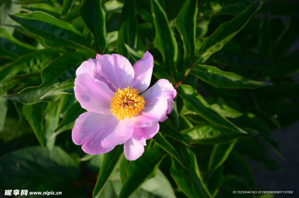 花蕾 玫瑰 花 自然 月季 美