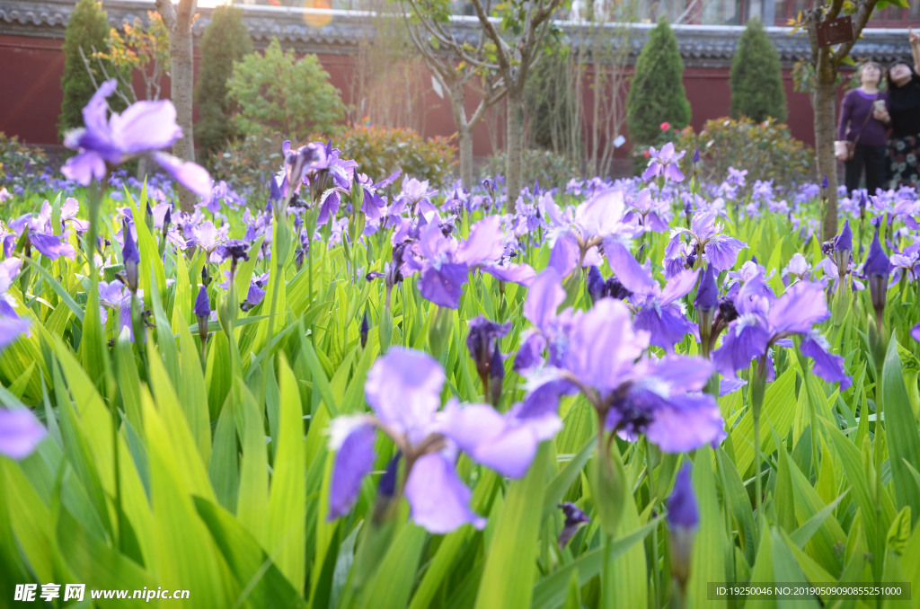 绿植 花卉 花艺 盒景 园艺