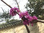 采花蜜的蜂