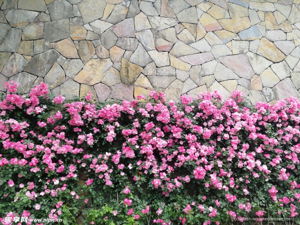 花  背景  对称