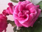 山茶花