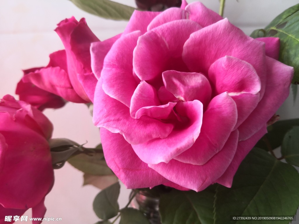山茶花