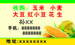 玉米名片