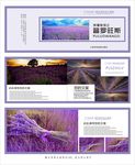 薰衣草