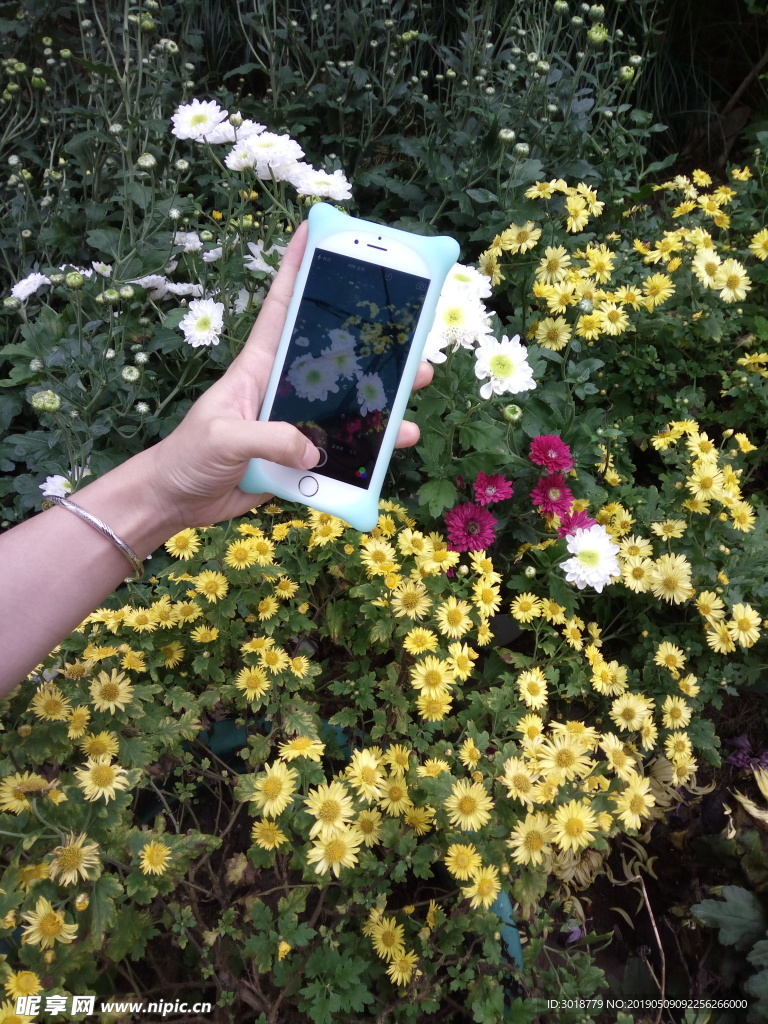 菊花
