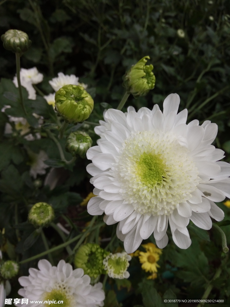 菊花