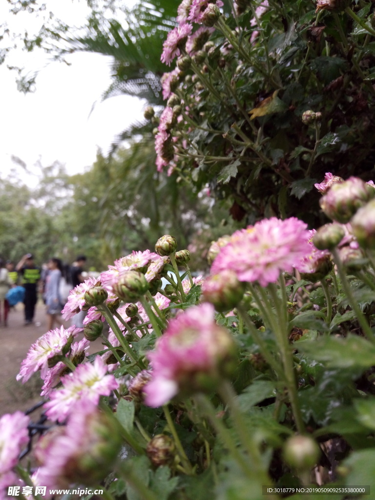 菊花