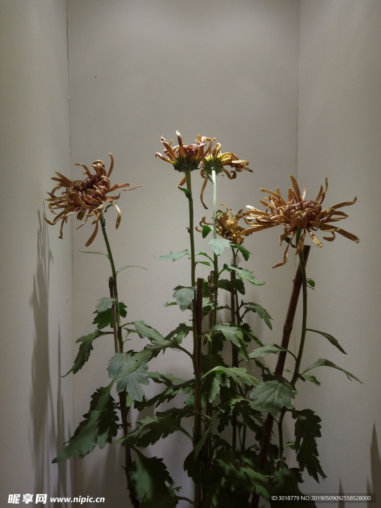 菊花