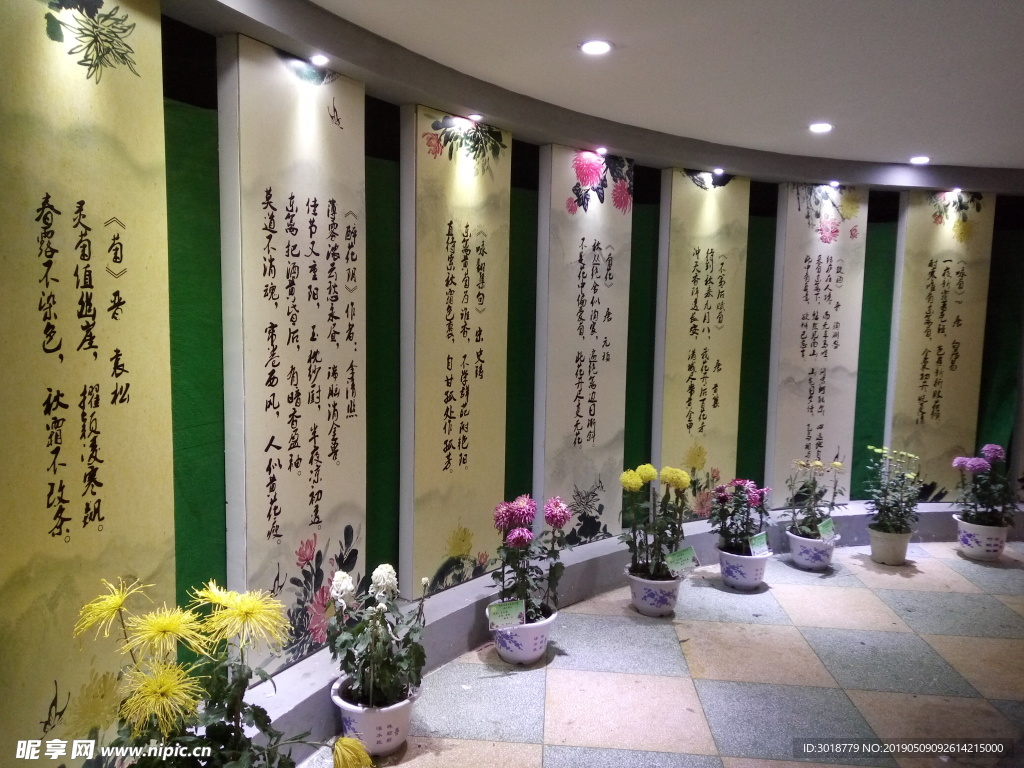 菊花