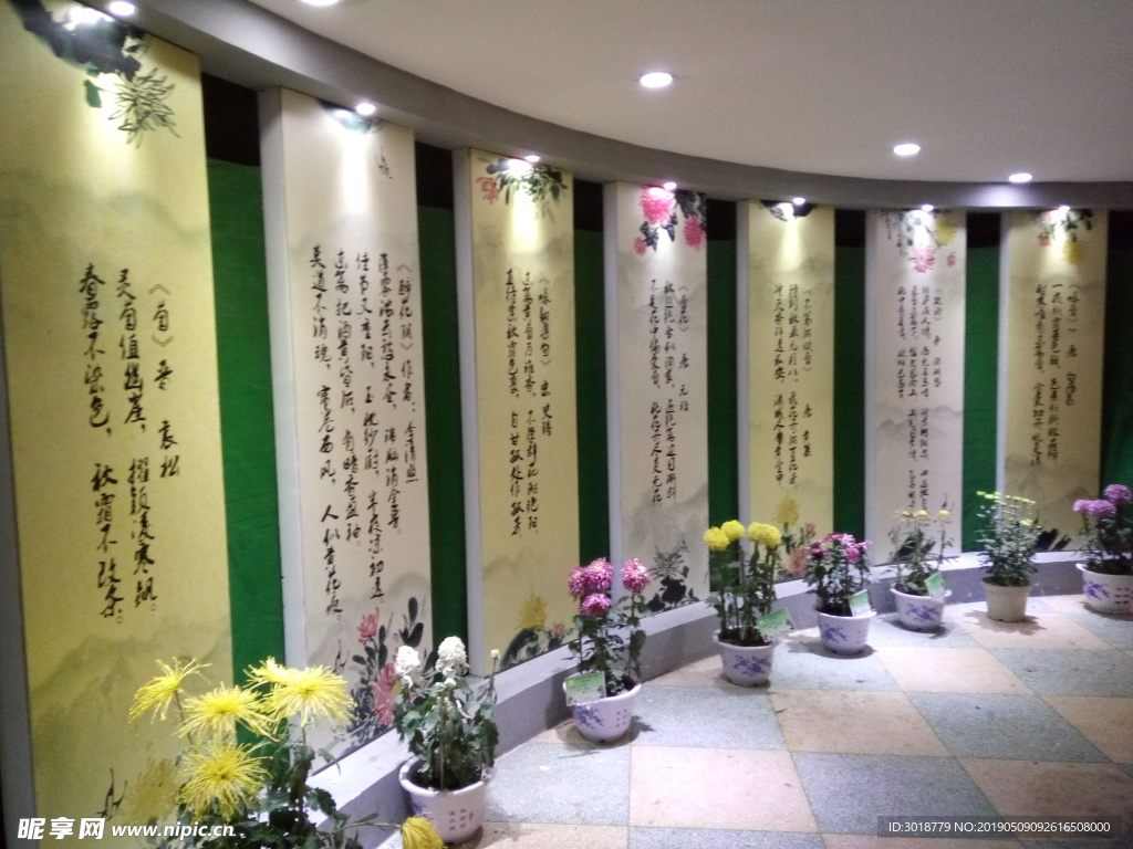 菊花