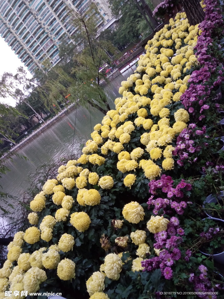 菊花