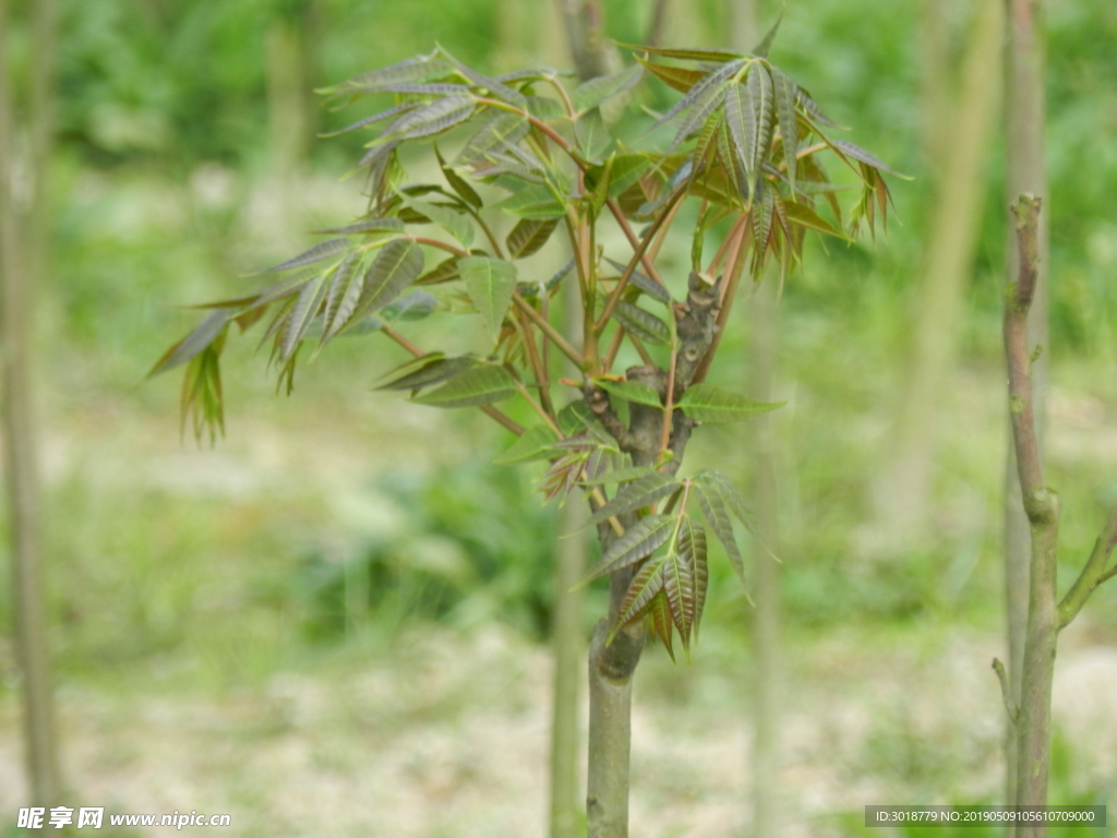 种植基地