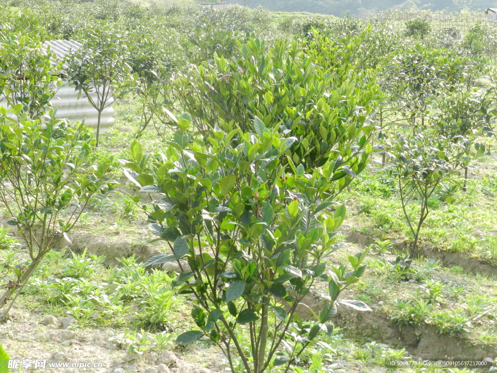 种植基地