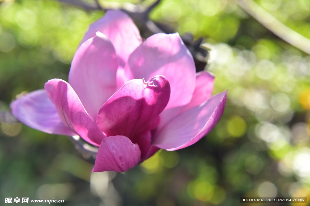 玉兰花