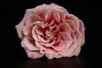 玫瑰花