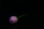 巧克力色玫瑰花花苞