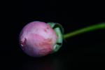 巧克力色玫瑰花花苞