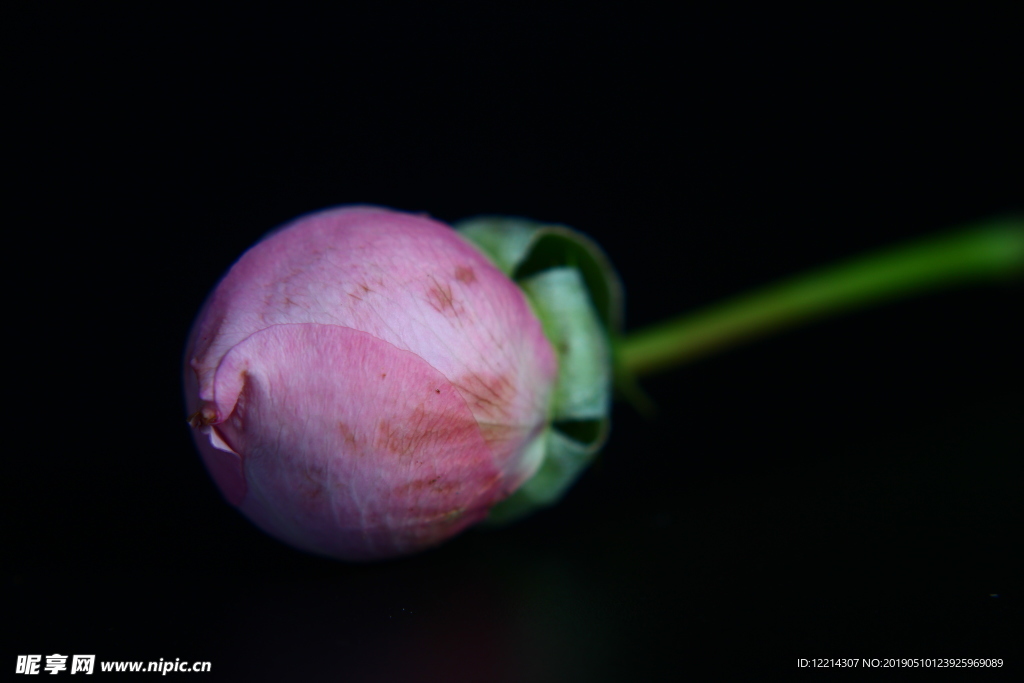 巧克力色玫瑰花花苞