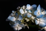 蓝色绣球花