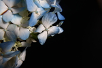 蓝色绣球花