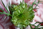 黑种草