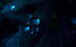 竹叶露珠