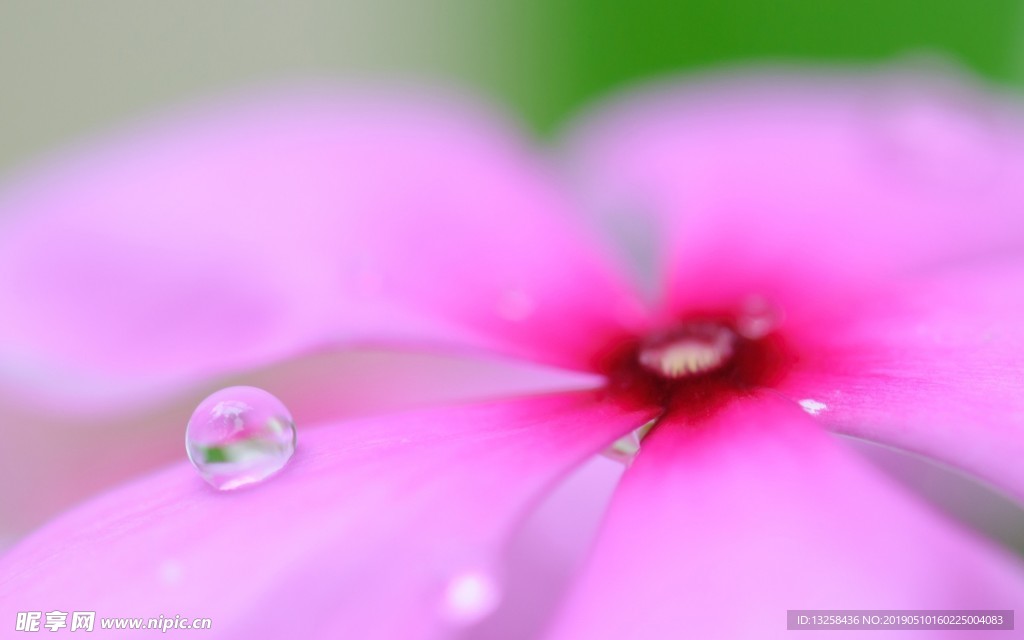 粉红花蕊