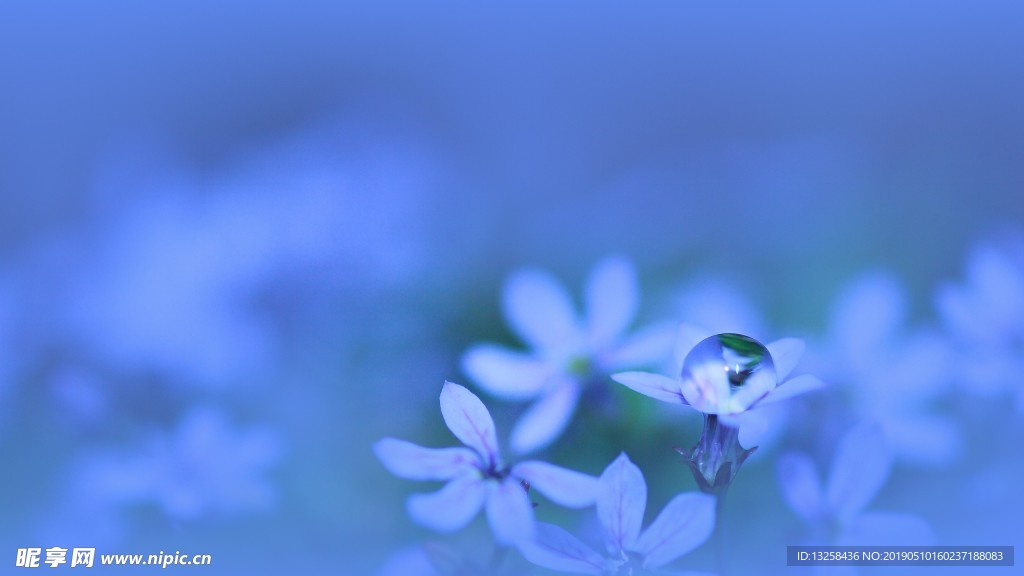 蓝色小花