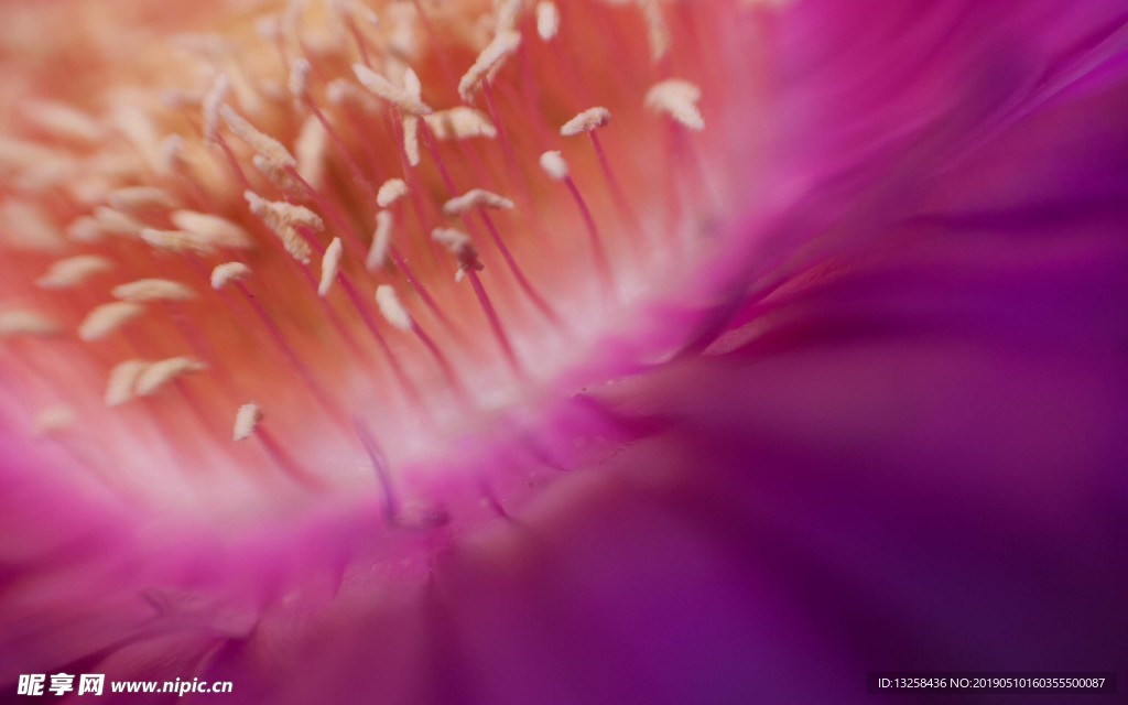 粉红花蕊