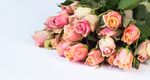 周年的纪念日约定鲜花粉玫瑰