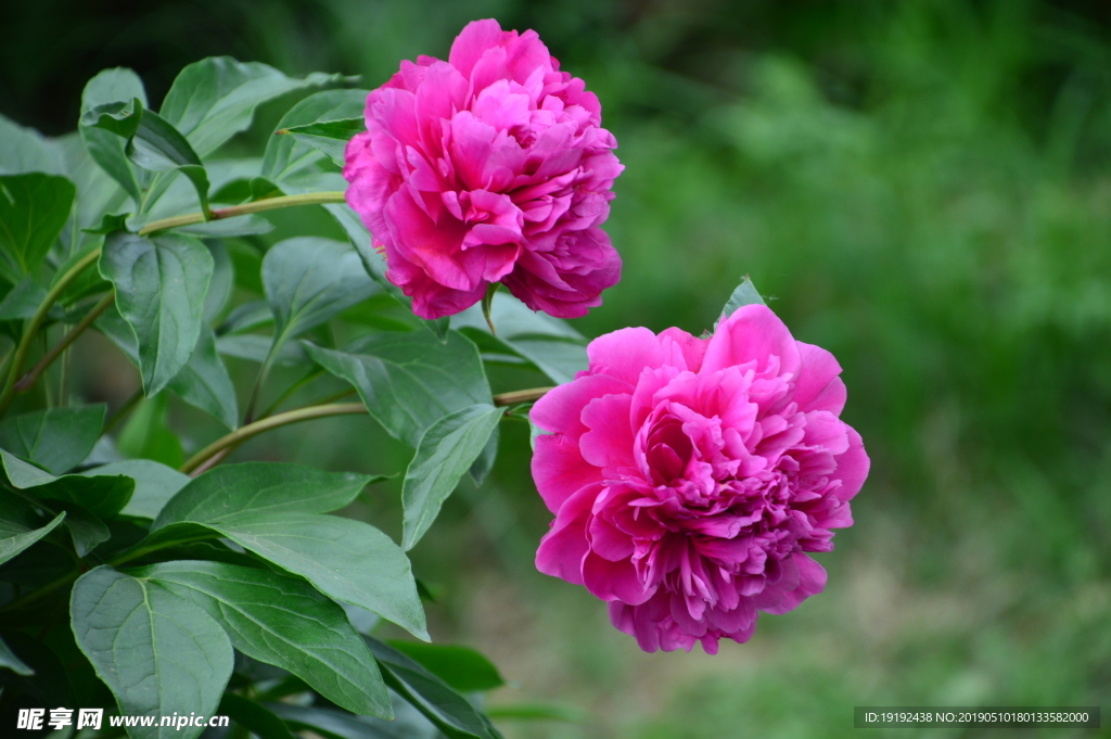 芍药花