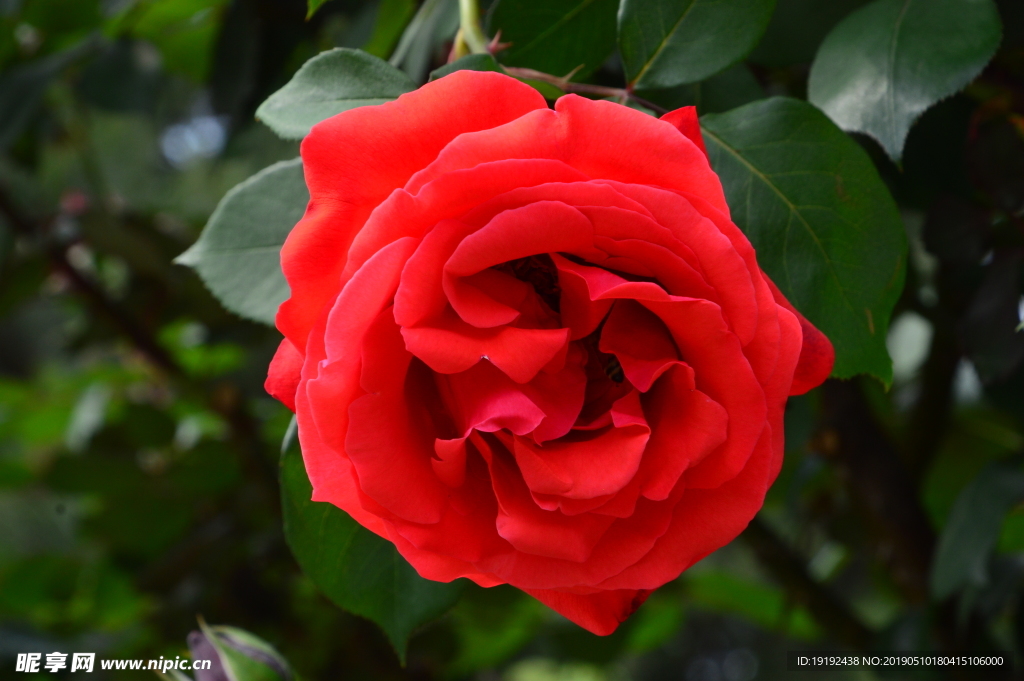 月季花