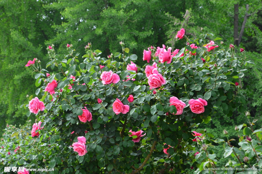 月季花