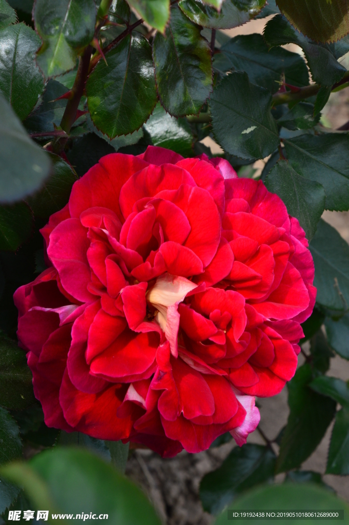月季花