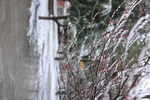 雪景 雪花 微距 摄影 自然