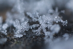 雪景 雪花 微距 摄影 自然