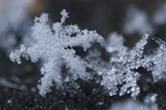 雪景 雪花 微距 摄影 自然