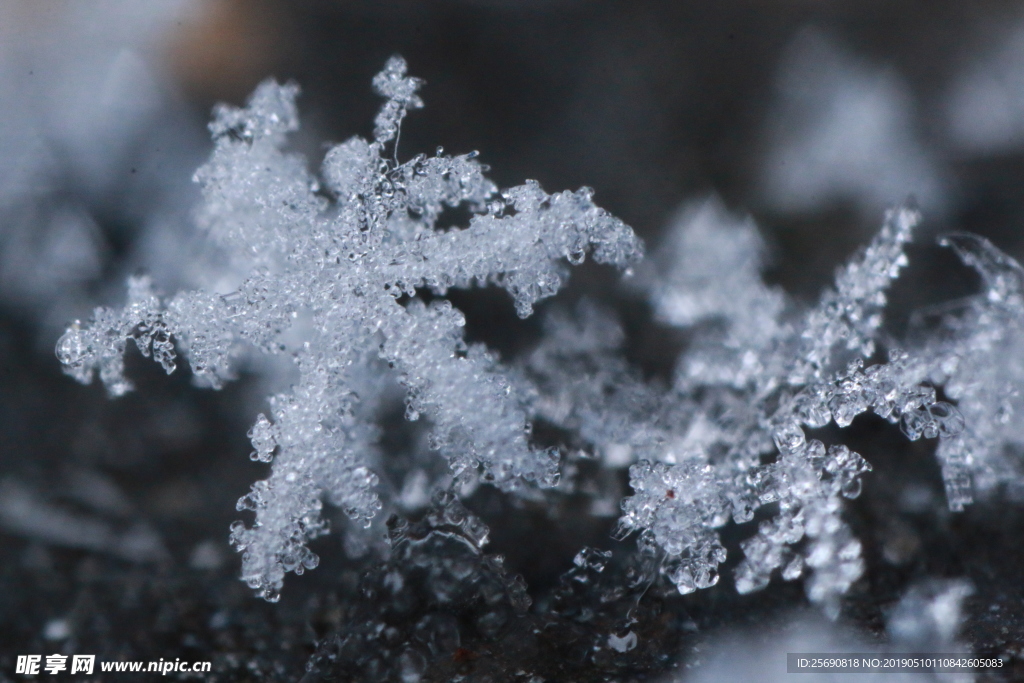 雪景 雪花 微距 摄影 自然