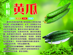 黄瓜