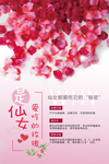 玫瑰花瓣海报