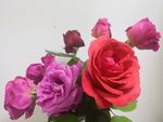 山茶花
