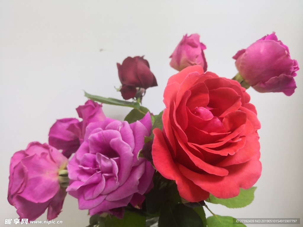 山茶花