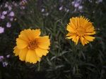 金鸡菊
